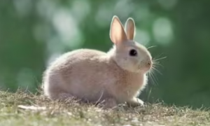 什么兔子最温顺不咬人