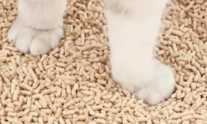 什么可以做猫砂