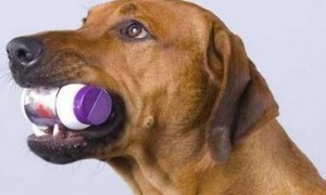 人的咳嗽药可以给狗吃吗