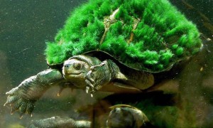 绿毛龟的形态特征及生活习性
