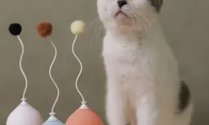 猫都玩什么玩具