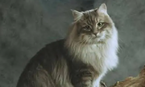 西伯利亚猫的繁衍方式是什么