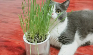 猫草的种植方法