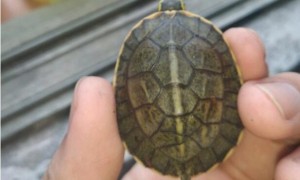 安布闭壳龟几年可闭壳