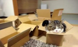 怎样用纸箱子做猫窝