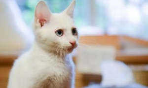 猫咪用脚挠耳朵是为什么