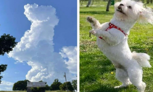 网友偶然抬头，发现天上有片狗狗形状的云彩