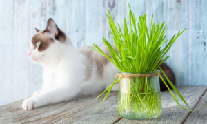 猫草冬天可以种吗