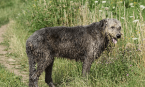 爱尔兰猎狼犬中国能养吗