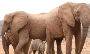 大象妈妈带新生宝宝来看曾经救助过它的恩人：大家来看我的娃！