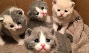 布偶猫怀孕诞下六只猫仔，主人看特别像英短