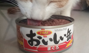给猫吃罐头好吗