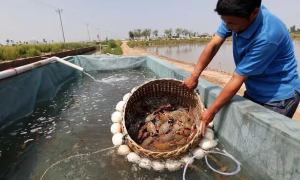当地回应养殖户上万斤虾被清空播