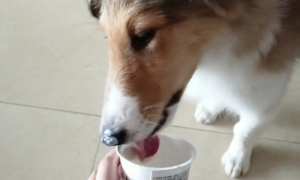 狗能喝酸奶么