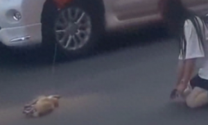 狗狗穿马路被汽车撞倒，主人崩溃跪地哭泣，为何不栓绳呢