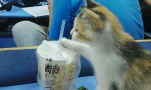 猫能喝豆浆吗