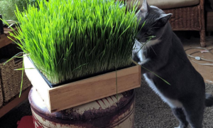 猫草长到什么程度可以吃