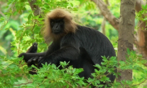 印度乌叶猴可以做宠物吗
