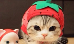 猫能吃草莓吗为什么
