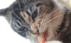 猫能吃火腿肠吗