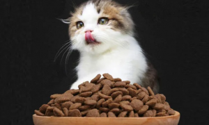 小猫不吃猫粮怎么办