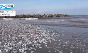 日本一沙滩惊现大量沙丁鱼 原因未知：开排核废水？