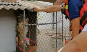 狗笼子被洪水淹了，小狗只能爬在笼子边上坚持