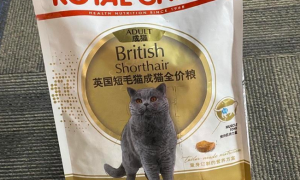 皇家猫粮哪一款最好