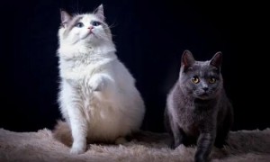 猫咪黄疸会传染给别的猫吗怎么治疗
