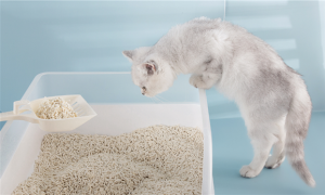 猫砂用到什么程度换