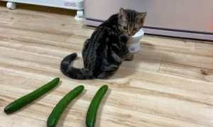猫咪害怕黄瓜吗?