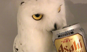 男子在家喝啤酒，猫头鹰一直盯着看，给它也喝完后表情亮了