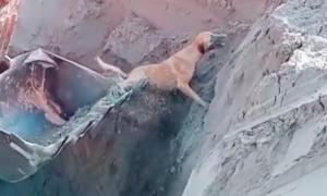 狗狗掉进了大坑里，挖掘机师傅机智将它救出！狗：第一次坐很紧张