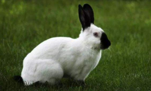 喜马拉雅兔几个月能繁殖