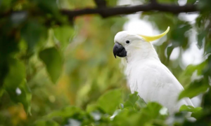 凤头鹦鹉是一群肆意破坏公物的小混混，看看它们在堪培拉的能耐有多大？
