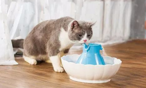 猫如果脱水了多久会死啊