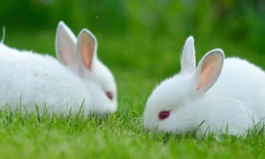 养一只宠物兔一个月需要多少钱