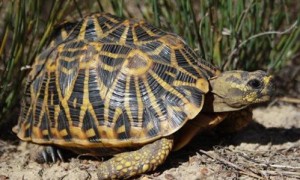 几何陆龟能活多少年