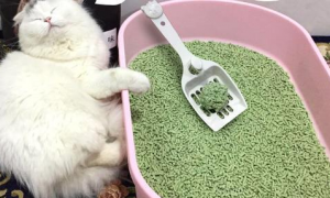 猫砂一天用多少