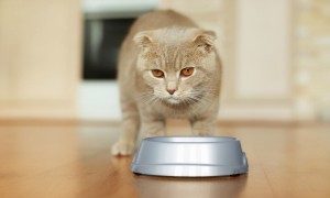 猫咪肥胖有很多危害，但很多都是因为主人喂养不当，赶紧收藏
