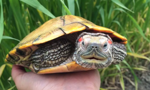 巴西红耳龟能吃吗