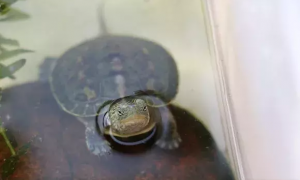 中华花龟可以深水养吗