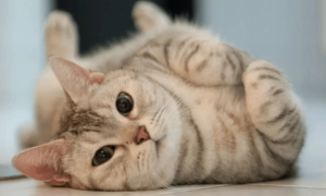 二十天的猫咪感染猫瘟能治好吗