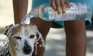 狗狗中暑可以洗冷水澡吗