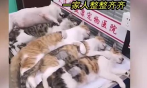 流浪猫集体绝育后躺成一排 模样心酸又好笑