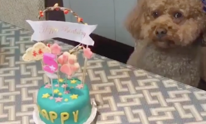 主人给狗庆祝生日，它看起来却不太高兴，狗：是你想吃蛋糕了吧