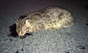 滦平境内首次发现野生豹猫