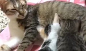 猫咪侧躺给幼猫们喂奶，在翻身张开腿后，才发现这不是它该做的