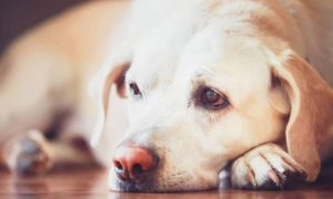 8岁狗狗突发疾病离世，狗狗衰老的5个信号，及早发现很重要！
