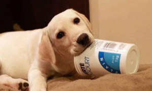 狗喝酸奶可以吗